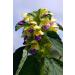 Health Embassy Feuille de Verveine Citronnelle Tisane | Aloysia Citrodora L | Lemon Verbena Leaf (25g) - Buy Online on GoSupps.com