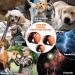 Famikako Dog Ear Muffs for Noise Protection 25dB NRR - Orange Dog Ear Plugs for Thunder, Fireworks, Vacuums - Buy Online on GoSupps.com