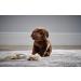 Living Nature 20cm Brown Chocolate Labrador Soft Toy - Realistic Stuffed Dog - Buy Online on GoSupps.com