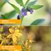 Herb Pharm Original Salve with Comfrey and St. John's Wort - 24g | Natural Skincare Solution - Buy Online on GoSupps.com