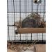 Totally Degu Pea Treats - Buy Online on GoSupps.com