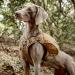 OneTigris Y-Shaped Dog Backpack No Pull CAMLUS Dog Saddle Bag | Lightweight Dog Pack for Hiking, Hunting, Camping | Medium Brown - Buy Online on GoSupps.com