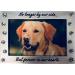 NewLifeLandia Pet Memorial Picture Frame Keepsake for Dog or Cat  Perfect Loss of Pet Gift for Remembrance and Healing - Buy Online on GoSupps.com
