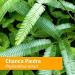 Herb Pharm Chanca Piedra Liquid Extract 1 Fl Oz - Urinary System Support - Buy Online on GoSupps.com