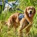 OneTigris Double Dog Leash with Reflective Stripes | M (182cm) Blue - Durable Adjustable & Perfect for Large Dogs | Shop Internationally! - Buy Online on GoSupps.com