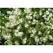 Jasmine Flowers Tea | Jasminum L | Fleur De Jasmin Tisane | Health Embassy (50g) - Buy Online on GoSupps.com