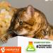 Beloved Pets Calming Pheromone Spray & Scratch Repellent for Cats - Reduce Scratching Furniture Pee - During Travel Fireworks Thunder Vet Zone - Helps to Relief Stress Fighting Hiding - Buy Online on GoSupps.com