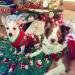DELIFUR Dog Snowman Holiday Sweater - Christmas New Year Pet Clothes - Buy Online on GoSupps.com
