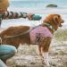 Hurtta Cooling Wrap Vest for Large Dogs - Dog Cooling Jacket & Harness (78-85cm) - Turmeric Yellow - Buy Online on GoSupps.com