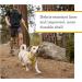 Ruffwear Hi & Light Dog Harness - No Pull Fully Adjustable Lightweight Sage Green (XS 43-56cm) | International Shipping - Buy Online on GoSupps.com
