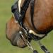 Buy Werner Christ Kinnkettensons | Luxurious Lambskin Fur Chain Pads for Horse Bridles Halters & Headpieces - Black & Gray - Buy Online on GoSupps.com
