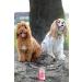 Soopa Cranberry and Sweet Potato Dental Sticks Dog Treat 100 g - Buy Online on GoSupps.com