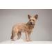 Tickless Pet Ultrasonic Chemical-Free Tick & Flea Repeller - Black - Buy Online on GoSupps.com