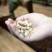 Komodo Coarse Beech Chips Substrate for Reptiles Natural Substrate Reptile Substrate Beech Chips Coarse 6 Litre may vary 6 l (Pack of 1) - Buy Online on GoSupps.com