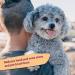 Groomers World - Firm Flexi Slicker Brush - Suitable for Poodle Doodle Bichon Dog Breeds - Small - Buy Online on GoSupps.com