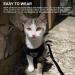 Buy Nizirioo Cat Harness & 2 Safe Cat Dishes - Stylish Black Set for Small Medium Pets - Buy Online on GoSupps.com