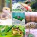 Keedolla Turtle Basking Platform: Large Green Grass Ramp for Aquarium - Ideal Tortoise Resting Terrace & Reptile Pier - Buy Online on GoSupps.com