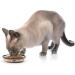 PetRageous 10070 Oval City Pets Stoneware Cat Bowl - 6.25 Wide, 1.5 Tall Saucer, 1-Cup Capacity, Dishwasher & Microwave Safe - Ideal for Cats - Black/Brown - Buy Online on GoSupps.com