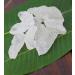 Buy Alum Stone Block - Natural White Alum Crystal Rock (7oz/200g) for Shaving & Skincare | Phitkari Crystal Stone - Buy Online on GoSupps.com
