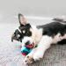Kong Squeeze Action Multi Small - Durable Interactive Dog Toy for All Breeds | Worldwide Shipping - Buy Online on GoSupps.com