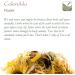 Calendula Marigold Petal Flower - 100g Whole Petals - Pack of 1 - Buy Online on GoSupps.com
