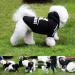 Fashion Dog Hoodie - Cotton Sweatshirt for Small & Medium Dogs - Stylish Streetwear Outfit (Black/Light Blue XL) - International Shipping Available - Buy Online on GoSupps.com