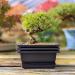 Bonsai Training Pots Humidity Trays 6 Inch - Durable Shatter-Proof Poly-Resin Set of 3 | Large Planters with Built-In Mesh | 3-Pack - Buy Online on GoSupps.com