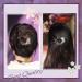 6 Pack Heart Style Ponytail Hair Clips with Rhinestones - Sparkly and Fancy Hair Accessories for Women and Girls - Buy Online on GoSupps.com