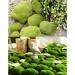 20-Piece Assorted Artificial Moss Rocks for Floral Arrangements, Fairy Gardens, Terrariums, Crafting - Buy Online on GoSupps.com