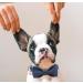 Dogwong Blue Dog Collar with Removable Fly - Adjustable & Comfortable Pet Collar for Small Medium Dogs - Perfect Gift for Girls - Pack of 1 - Buy Online on GoSupps.com