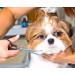 Pets First Stainless Steel Pet Grooming Scissors Set for Dogs & Cats - Body & Facial Trimmer with Rounded Tips - Lightweight & Durable - Set of 2 - Buy Online on GoSupps.com