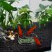 WEAVERBIRD Aquarium Shrimp Feeder Dish Glass Fish Tank Feeding Bowls Round Clear Dishes Tray (60MM) - Buy Online on GoSupps.com