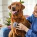 FURminator Sensitive Areas Tool - Pet Grooming Tool for Dogs & Cats - Buy Online on GoSupps.com