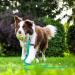 Buy Wolfone 9m Viridiangr n Waterproof Dog Training Leash - Durable Tow Lines for Recall Swimming Camping and More - Buy Online on GoSupps.com