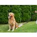 Buy COPCOPET 3-Way Adjustable Soft Leather Dog Leash - Handmade in Germany | Durable Black Braided Leash with Chrome Carabiners (2.0m x 18mm) - Buy Online on GoSupps.com