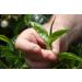 Mortier's Ceylon Ginger Tea Bags - Buy Online on GoSupps.com