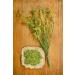 Meliot Sweet Clover Herb Tea | Melilotus Officinalis L | M lilot Officinal Herbe Tisane | Health Embassy (50g) - Buy Online on GoSupps.com