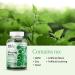 Organic Stinging Nettle Root Gummies - 7500mg - Herbal Supplements for Allergy & Pain Relief - Vegan & Non-GMO - 60 Count - Buy Online on GoSupps.com
