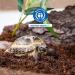Humus Brick - 50L Coconut Litter for Reptiles | Eco-Friendly Terrarium Substrate & Litter for Turtles | 6 x 650g Packs - Buy Online on GoSupps.com