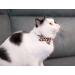 Breakaway Cat Collar Set with Bell, Bowtie, and Floral Design - 2pcs Leopard & Pure-Pink | Adjustable and Detachable Safety Feature for Cats and Small Pets - Buy Online on GoSupps.com