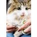 Harzara Professional Pet Nail Clippers. Best for a Cat Puppy Kitten & Small Dog. Bonus Storage Bag & Instruction Card. Great Trimmer for Grooming - Buy Online on GoSupps.com
