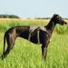 Buy Heele XL Brown Dog Harness - Breakout Buckle Reflective Robust Handle & Panic Clip | Comfortable Fit for Large Dogs - Buy Online on GoSupps.com