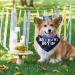 WLLHYF Dog Birthday Party Supplies Boy Dog Birthday Bandana Set with Cute Dog Bow Tie Dog Birthday Crown Hat with Numbers Small Medium Large Dogs(Blue) - Buy Online on GoSupps.com