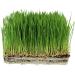 Handy Pantry Organic Wheatgrass Seeds - For Wheat Grass, Cat Grass, Food Storage & More - Hard Red Wheat (1/2 Pound)