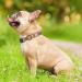 Heele Adjustable Bohemian Orange Dog Collar for Small & Medium Dogs - Comfort & Style (M: 34-53cm 2cm Width) - Buy Online on GoSupps.com