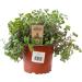 Buy 3X Sch npolster - Callisia repens | Ideal Food Plant for Bearded Dragons Birds Guinea Pigs & Rabbits | International Shipping Available - Buy Online on GoSupps.com