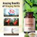 HERBAMAMA Stinging Nettle Capsules 1200 mg - 100 Count | Herbal Supplement for Wellness - Buy Online on GoSupps.com