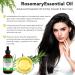 100% Pure Rosemary Oil for Hair Growth - Natural Essential Oil for Eyebrows & Eyelashes Nourishes Scalp & Stimulates Growth - 120ml - Buy Online on GoSupps.com