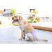 Petmia Washable Dog Diapers | Hygiene Underpants for Dogs in Heat | 5 Sizes XS to XL | Purple (M: 40-55cm) - Buy Online on GoSupps.com