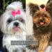 60PCS Cute Puppy Dog Bowknot Hair Bows with Rubber Bands - Handmade Pet Grooming Accessories - Buy Online on GoSupps.com